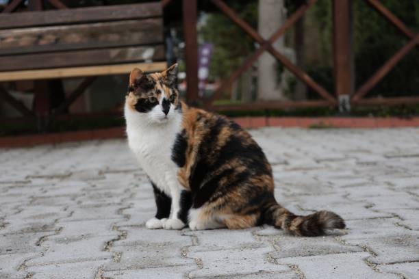 istock Cat sitting outdoors 2199153458