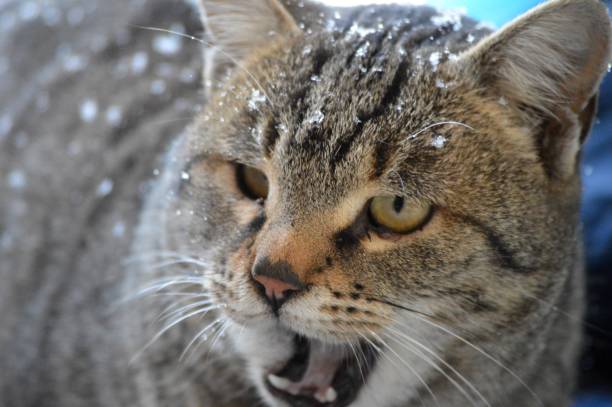 istock A gray cat yawns as the snow falls 2199154610