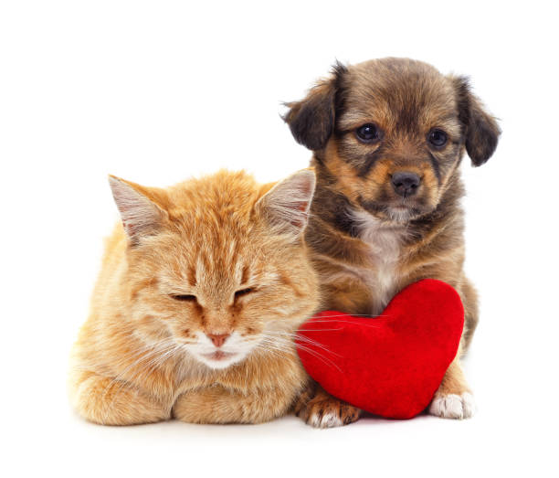 istock Cat and puppy with a red heart. 2199154713