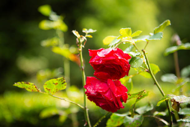 beautiful red rose in a park in the summer