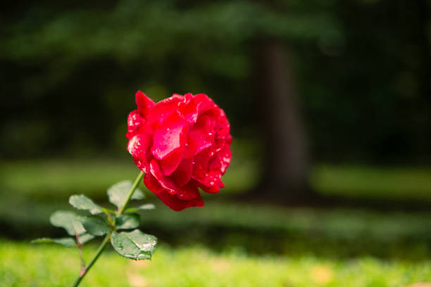beautiful red rose in a park in the summer