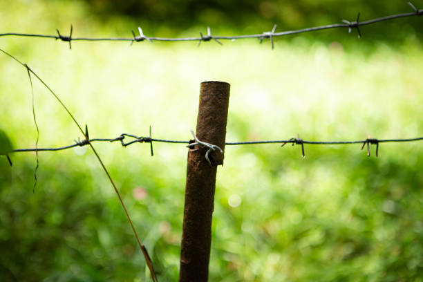 Close up of barbed wire. Black and white.It could be used in metaphorical scenarios in the meaneing of War.Isolated on white background: