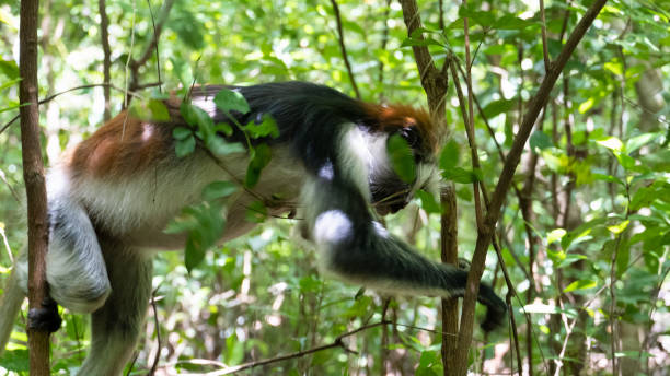 istock A playful monkey is seen climbing various branches in a lush and vibrant green forest Zanzibar Jozani 2199156471