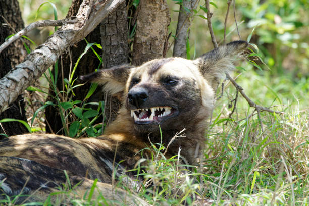 A pack of Wild Dogs lives in Kruger Park South Africa