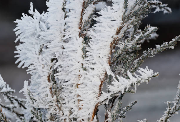 Winter hoarfrost on pine needles, ice crystals