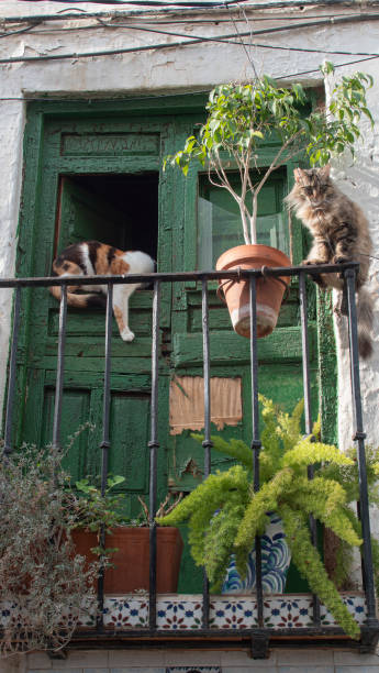 istock Balcony with a green door with two cats on it 2199162823