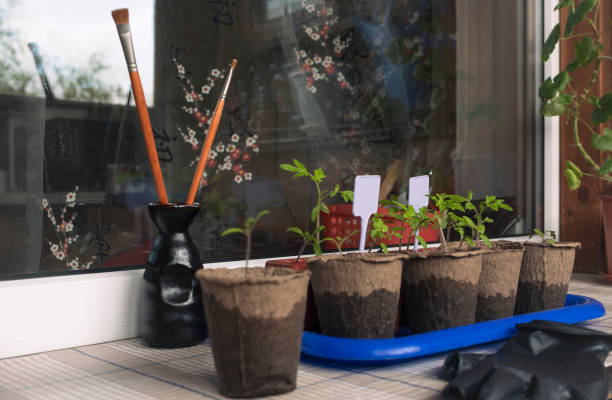 Window Sill Pillow for Rest with Grass Plant Pot. Home Rest Space on Kitchen Windowsill Interior with Sunlight. Spring Bucket Flowerpot Grow at Daylight on Bright Wooden Apartment Balcony