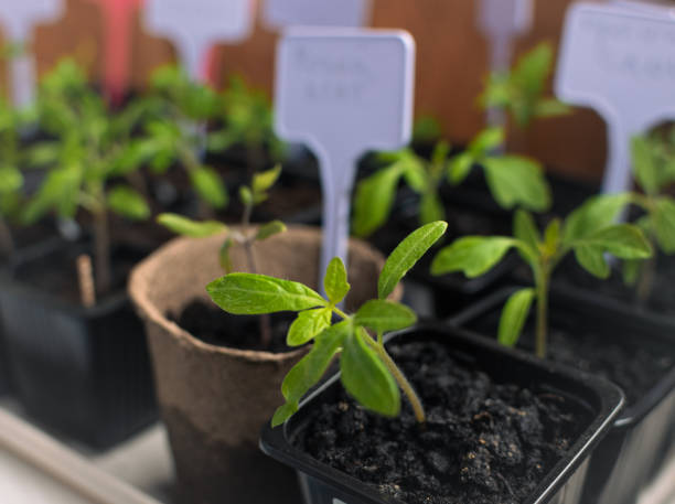 istock seedlings in pots on the windowsill 2199163588