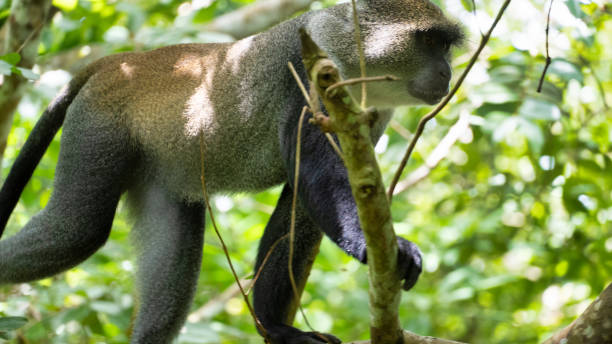 istock A Curious Monkey Playfully Exploring Its Lush Green Habitat Deep Inside the Forest Jozani Zanzibar 2199167012