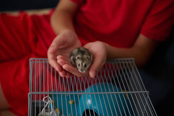 istock Child Holding a Hamster with Cage in the Background 2199167274