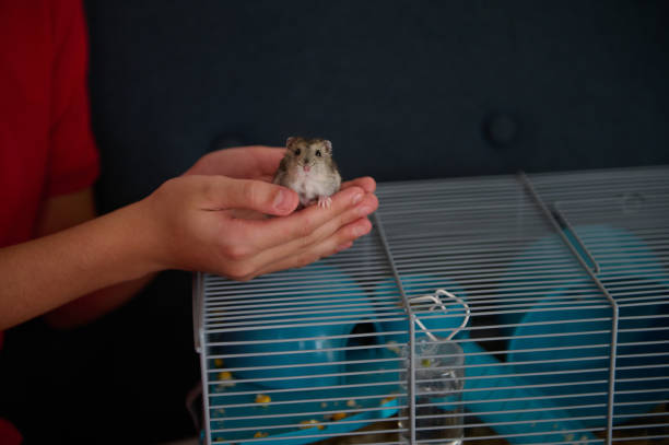 istock Person Holding a Small Hamster Near a Cage in a Comfortable Environment 2199167281