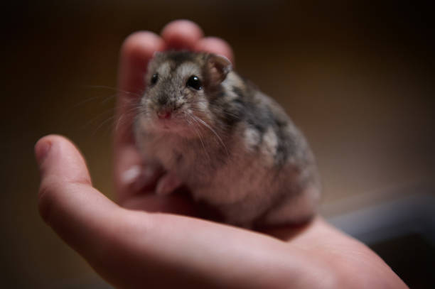 istock Close-Up of a Hamster Sitting on a Gentle Hand 2199167296