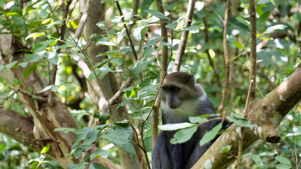 istock A Mischievous Monkey Playfully Roaming in a Beautiful Lush Green Forest Environment Jozani Zanzibar 2199167327
