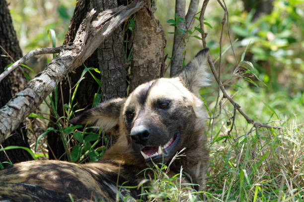 A pack of Wild Dogs lives in Kruger Park South Africa