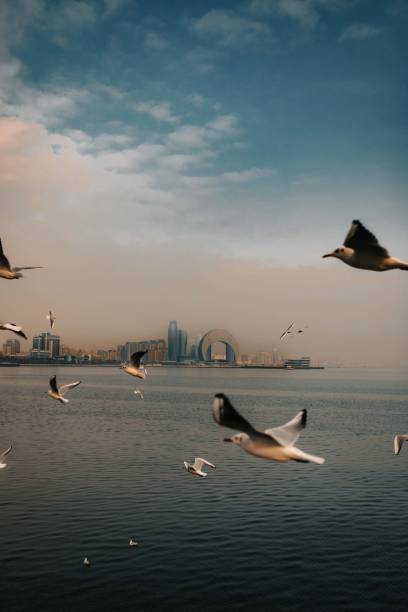 istock seagulls flying over the sea 2199169081