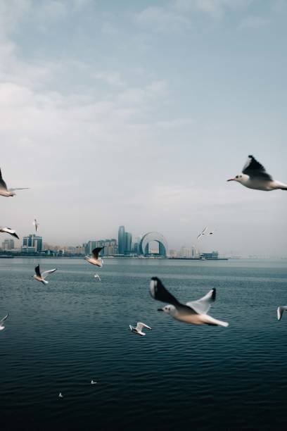 istock seagulls flying over the sea 2199169170