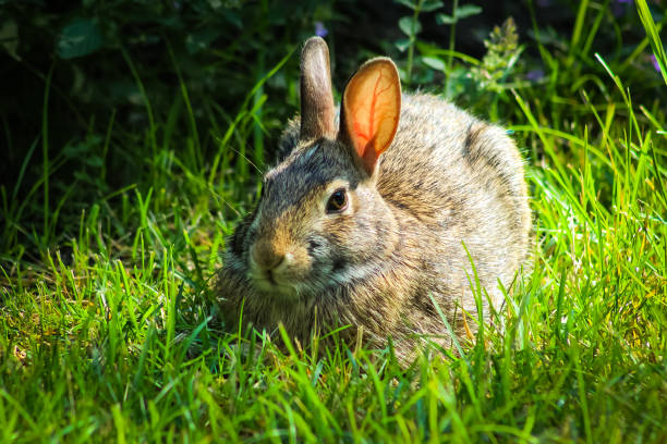 istock cottontail bunny rabbit with long tall ears in the grass 2199170031