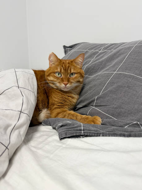 istock Cute ginger cat lying in the bed and looking at camera 2199170295