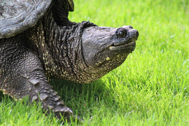 istock side view close-up of giant snapping turtle looking up with texture detail 2199171062