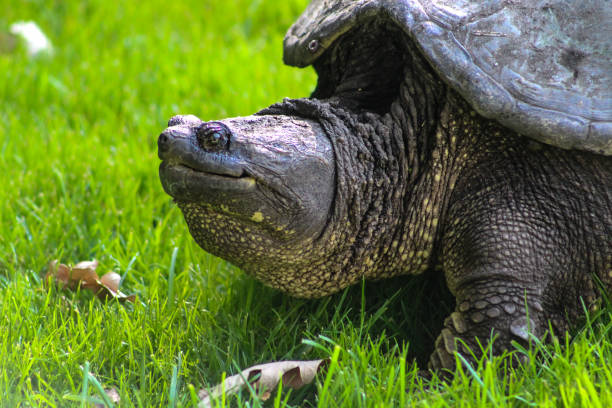 istock large crawling snapping turtle looking up in the green grass 2199171096