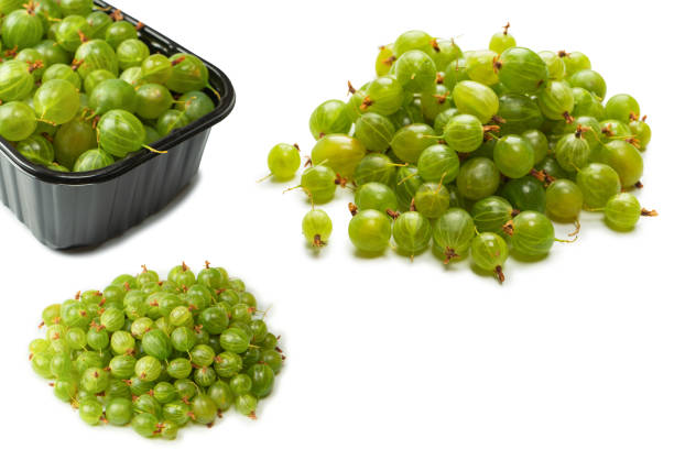 Currant bush and gooseberry plant with flowers and berries in Leherheide Bremerhaven Bremen Germany.