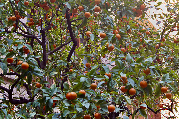 Public Orange Trees
