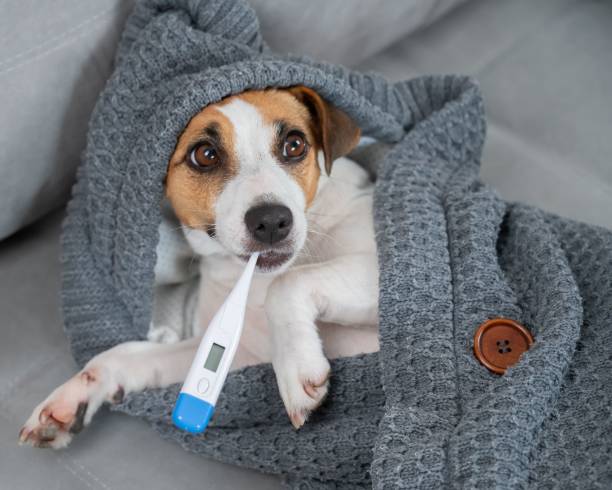 istock Jack Russell Terrier dog measures temperature wrapped in a blanket. 2199172623