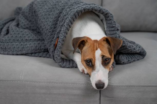 istock Jack Russell Terrier dog is sick lying on the sofa wrapped in a blanket. 2199172895