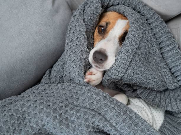 istock Jack Russell Terrier dog lies wrapped in a blanket. 2199173290