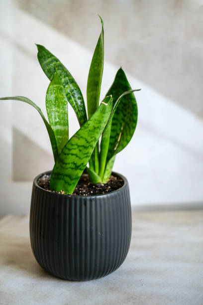 istock Sansevieria , snake plant on shadows background 2199173415