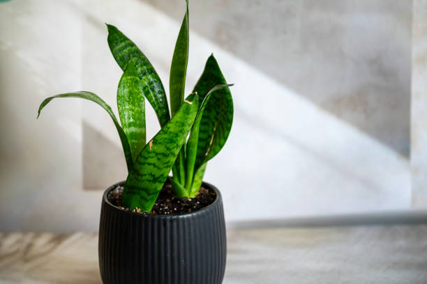 istock Sansevieria , snake plant on shadows background 2199173445