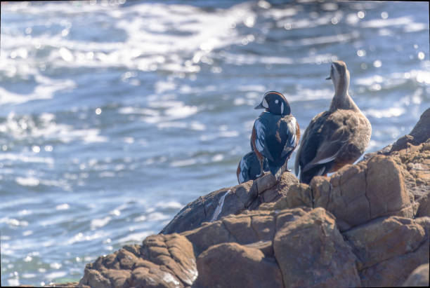 Harlequin ducks on the rock in the coast.