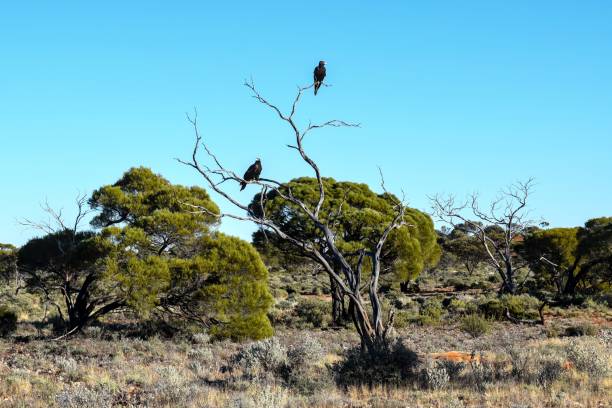 Two eagles on a dead tree in Australian desert Two majestic eagles perched on a dead tree in the vast desert near Kalgoorlie, Western Australia, watching over the arid landscape. young black chested buzzard eagle geranoaetus melanoleucus stock pictures, royalty-free photos & images