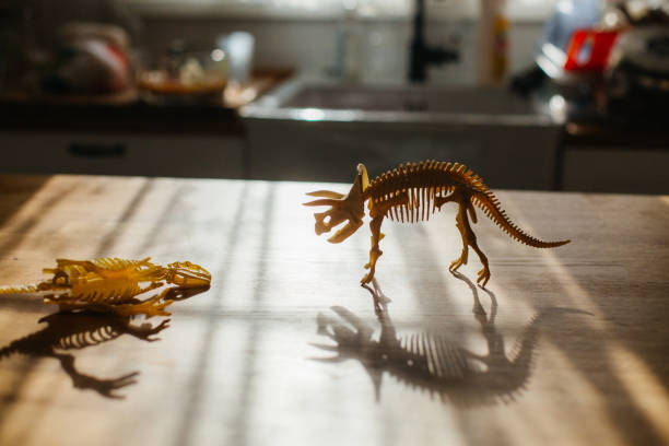 Realistic sinoceratops dinosaur toy model isolated on a white background