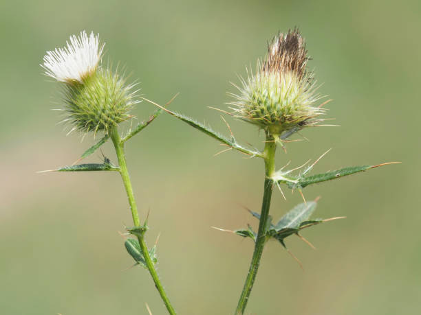 istock The spear thistle, uncommon white flowers variety, Cirsium vulgare 2199179344