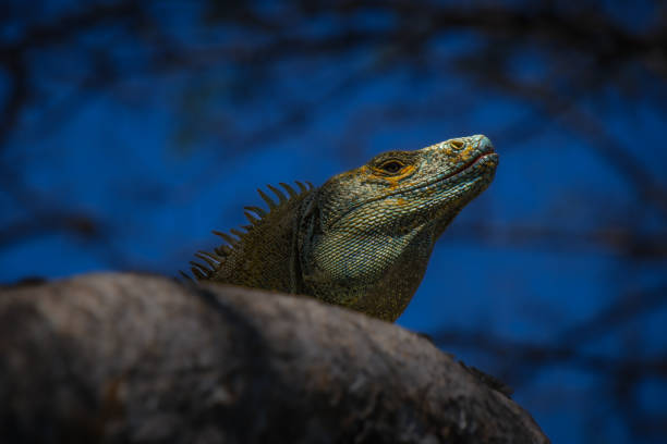 Big iguana on the branch of a tree in the forest of Costa Rica