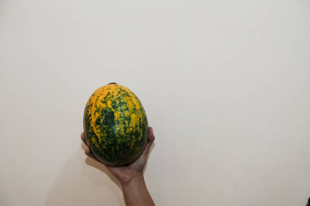 A Man hand holding a whole yellow watermelon on isolated cream background, tropical fruits