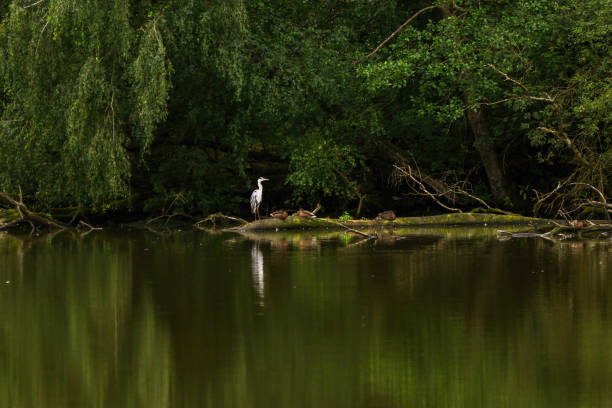 White Great Heron Standing in Lake Surrounded by Forest