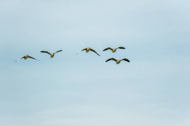 Flock of Wild Geese Flying Against a Clear Blue Sky