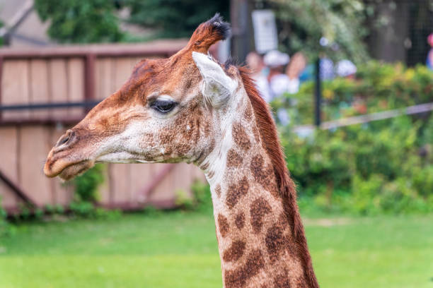 Close-up giraffe head on green leaves background. Giraffes head against green tree. Giraffe portrait, close up