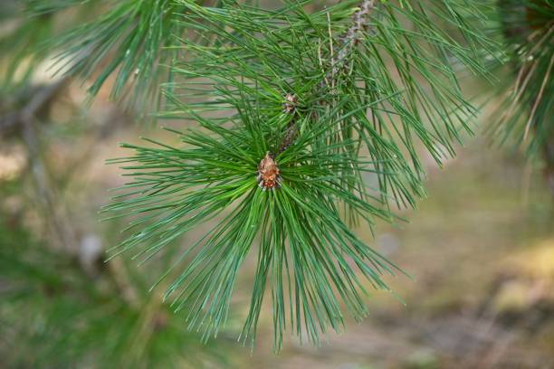 istock Japanese black pine tree and pine cones. Evergreen coniferous tree. 2199185529