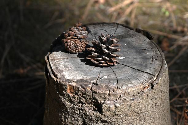 Japanese black pine tree and pine cones. Evergreen coniferous tree. Grows near the coast and is used as a windbreak, tidebreak forest, garden tree, bonsai, etc.