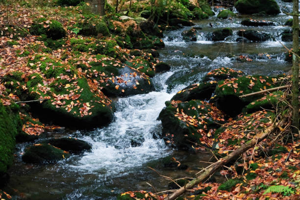 River in Sansanet forest, Aspe Valley, Pyrenees in France.