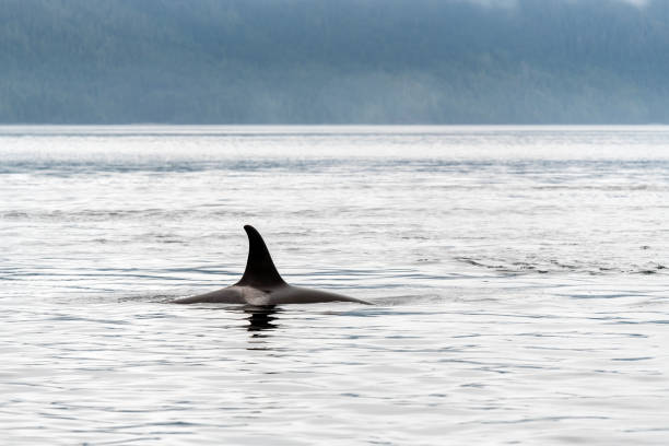 istock Killer Whale (Orcinus Orca) Fin, Telegraph Cove, Canada 2199185890