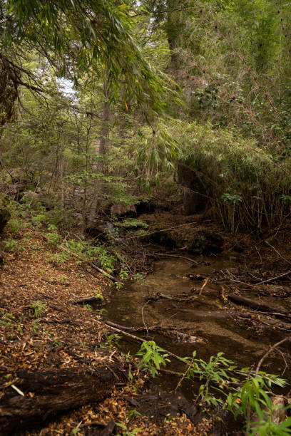 istock Fresh water stream flowing across the forest 2199189292