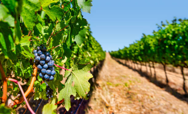 A close view of ripe black grapes hanging from a row of vines at Groot Constantia, showcasing the lush vineyard near Cape Town, South Africa.