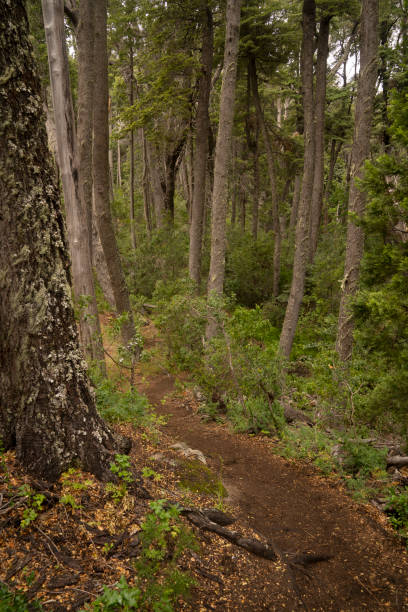 istock View of the empty hiking trail across the woods 2199200736