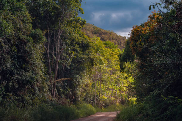 istock Forest path with trees and hills in the background 2199204290