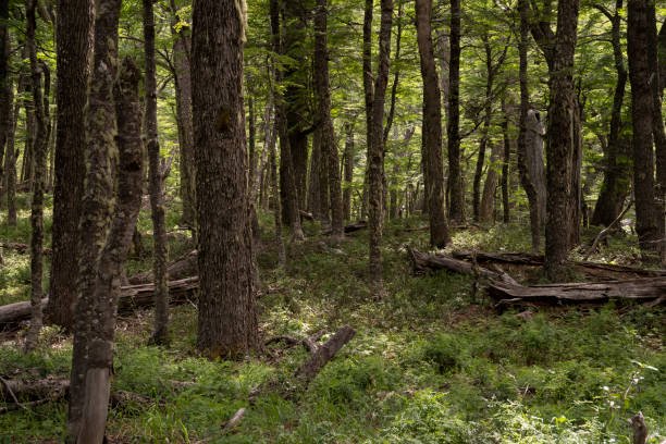 Green Forest Trees Texture Background