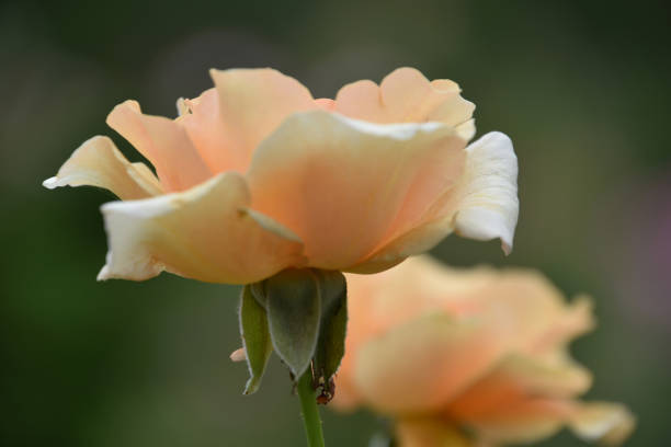 Gorgeous light peach blooming rose in a rose garden.